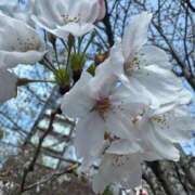 ヒメ日記 2026/04/02 12:42 投稿 りお アリスカフェ