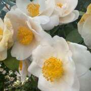 ヒメ日記 2026/04/22 08:52 投稿 りお アリスカフェ