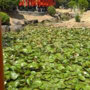 ヒメ日記 2026/05/11 13:31 投稿 りお アリスカフェ