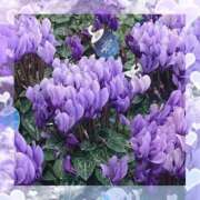 ヒメ日記 2026/03/27 20:04 投稿 かなめ 一宮稲沢小牧ちゃんこ