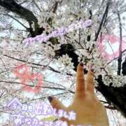 ヒメ日記 2026/03/30 20:24 投稿 かなめ 一宮稲沢小牧ちゃんこ