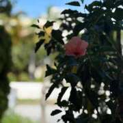 ヒメ日記 2025/12/16 23:30 投稿 水篠 しずく 大奥 難波店