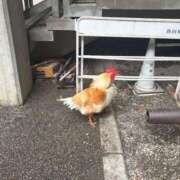ヒメ日記 2026/06/08 13:17 投稿 さんご☆太陽スマイルG乳☆ アネキャンモード