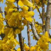 道場 ごめんなさい🙏m(._.)m 熟女の風俗最終章 横浜本店