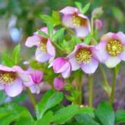 ヒメ日記 2025/12/19 20:54 投稿 ほのか あとりえ(ATELIER)