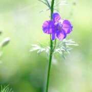 ほのか おはようございます あとりえ(ATELIER)