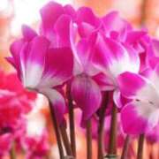 ヒメ日記 2025/12/26 20:02 投稿 ほのか あとりえ(ATELIER)