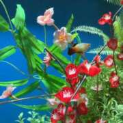 ヒメ日記 2026/01/10 23:39 投稿 はるな 千葉人妻花壇