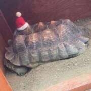 ヒメ日記 2025/12/25 23:09 投稿 かぐら★UL対応 Blue Moon