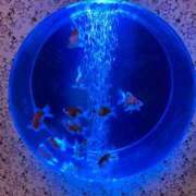 ヒメ日記 2026/07/09 15:19 投稿 かぐら★UL対応 Blue Moon