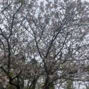 ヒメ日記 2026/04/08 23:14 投稿 はるな 鹿児島ちゃんこ 天文館店