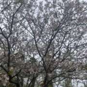 ヒメ日記 2026/04/08 23:31 投稿 はるな 鹿児島ちゃんこ 天文館店