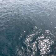 ヒメ日記 2026/04/09 18:38 投稿 はるな 鹿児島ちゃんこ 天文館店