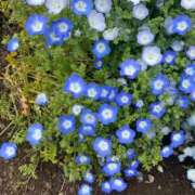 ヒメ日記 2026/04/10 19:04 投稿 はるな 鹿児島ちゃんこ 天文館店