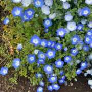 ヒメ日記 2026/04/21 12:41 投稿 はるな 鹿児島ちゃんこ 天文館店