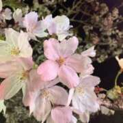 ヒメ日記 2026/04/06 18:25 投稿 りんか 千葉人妻セレブリティ（ユメオト）