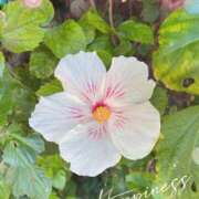 せりか 12/17(木) 華椿（YESグループヨコハマ）