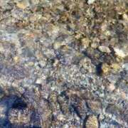 ヒメ日記 2025/12/17 12:34 投稿 あおい 櫻女学院