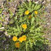 ヒメ日記 2026/03/21 13:01 投稿 ひかり CECIL