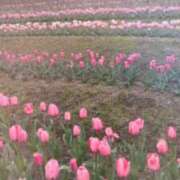 ヒメ日記 2026/04/07 23:30 投稿 ののか スピードエコ天王寺店