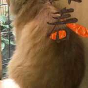 ヒメ日記 2026/01/01 10:01 投稿 みき 人妻本舗愛のしずく名古屋店