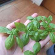 ヒメ日記 2026/01/16 06:00 投稿 みき 人妻本舗愛のしずく名古屋店