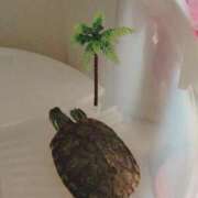 ヒメ日記 2026/04/03 18:15 投稿 みき 人妻本舗愛のしずく名古屋店