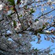 ヒメ日記 2026/04/04 11:31 投稿 みき 人妻本舗愛のしずく名古屋店