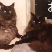 ヒメ日記 2025/12/29 11:06 投稿 まりあ feel＆airi