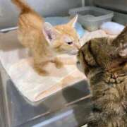 ヒメ日記 2026/02/10 18:06 投稿 まりあ feel＆airi