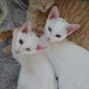 ヒメ日記 2026/03/12 09:36 投稿 まりあ feel＆airi