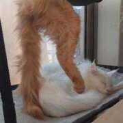 ヒメ日記 2026/04/15 11:45 投稿 まりあ feel＆airi