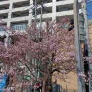 三島 咲いてた 熟女の風俗最終章 横浜本店