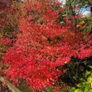 ヒメ日記 2025/12/24 19:21 投稿 きわ 名古屋名駅・栄サンキュー