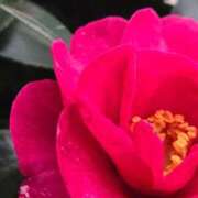 ヒメ日記 2025/12/27 13:51 投稿 きわ 名古屋名駅・栄サンキュー