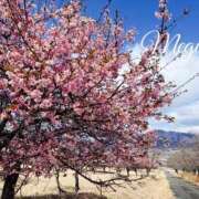 ヒメ日記 2026/03/13 16:01 投稿 乙葉めぐみ MADAM