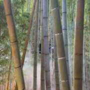 ヒメ日記 2026/03/23 20:01 投稿 三浦あずみ MADAM