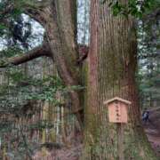 ヒメ日記 2026/03/31 06:01 投稿 三浦あずみ MADAM