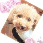 ヒメ日記 2026/03/27 04:01 投稿 若葉ひな 華椿