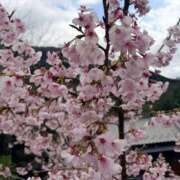 ヒメ日記 2026/03/28 01:01 投稿 若葉ひな 華椿