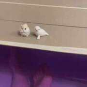 ヒメ日記 2026/03/31 22:31 投稿 西城かえで MADAM