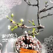 ヒメ日記 2026/03/03 12:31 投稿 片瀬ここみ 華椿