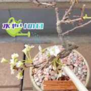 ヒメ日記 2026/03/06 07:16 投稿 片瀬ここみ 華椿