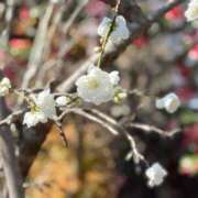 ヒメ日記 2026/03/21 14:01 投稿 片瀬ここみ 華椿