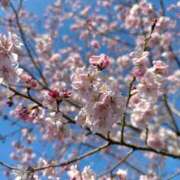 ヒメ日記 2026/03/23 19:16 投稿 片瀬ここみ 華椿