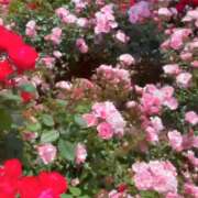 ヒメ日記 2026/05/12 20:16 投稿 片瀬ここみ 華椿