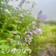 ヒメ日記 2026/08/07 19:31 投稿 片瀬ここみ 華椿