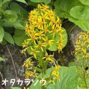ヒメ日記 2026/08/07 20:16 投稿 片瀬ここみ 華椿