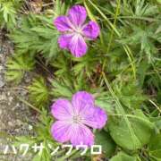 ヒメ日記 2026/08/08 06:01 投稿 片瀬ここみ 華椿