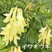 ヒメ日記 2026/08/09 19:46 投稿 片瀬ここみ 華椿